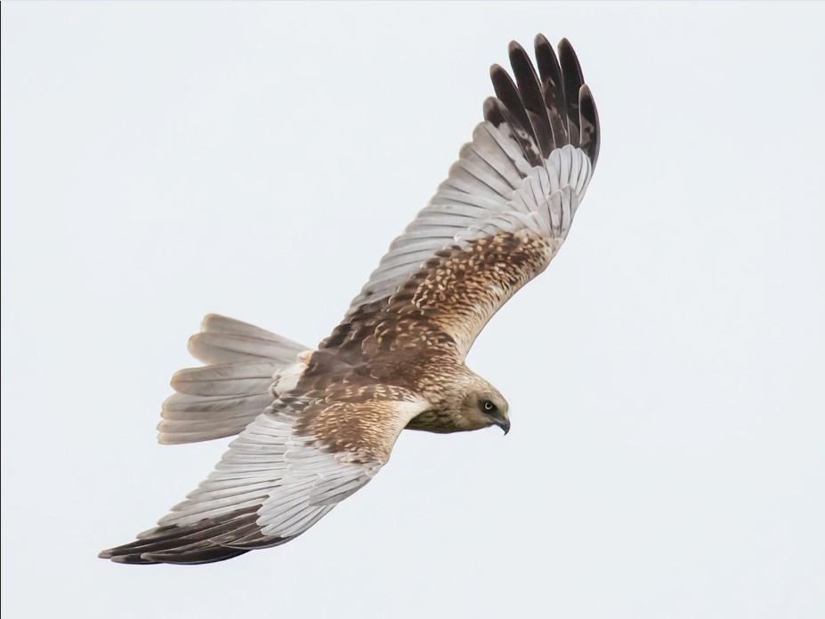 Falco di palude