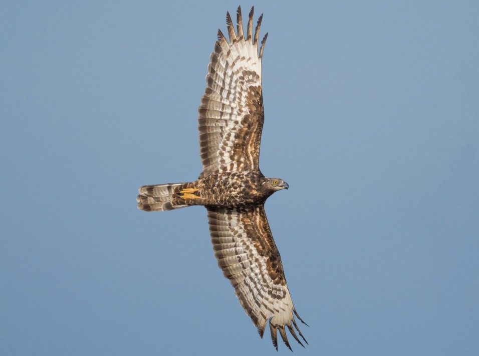 Falco pecchiaiolo